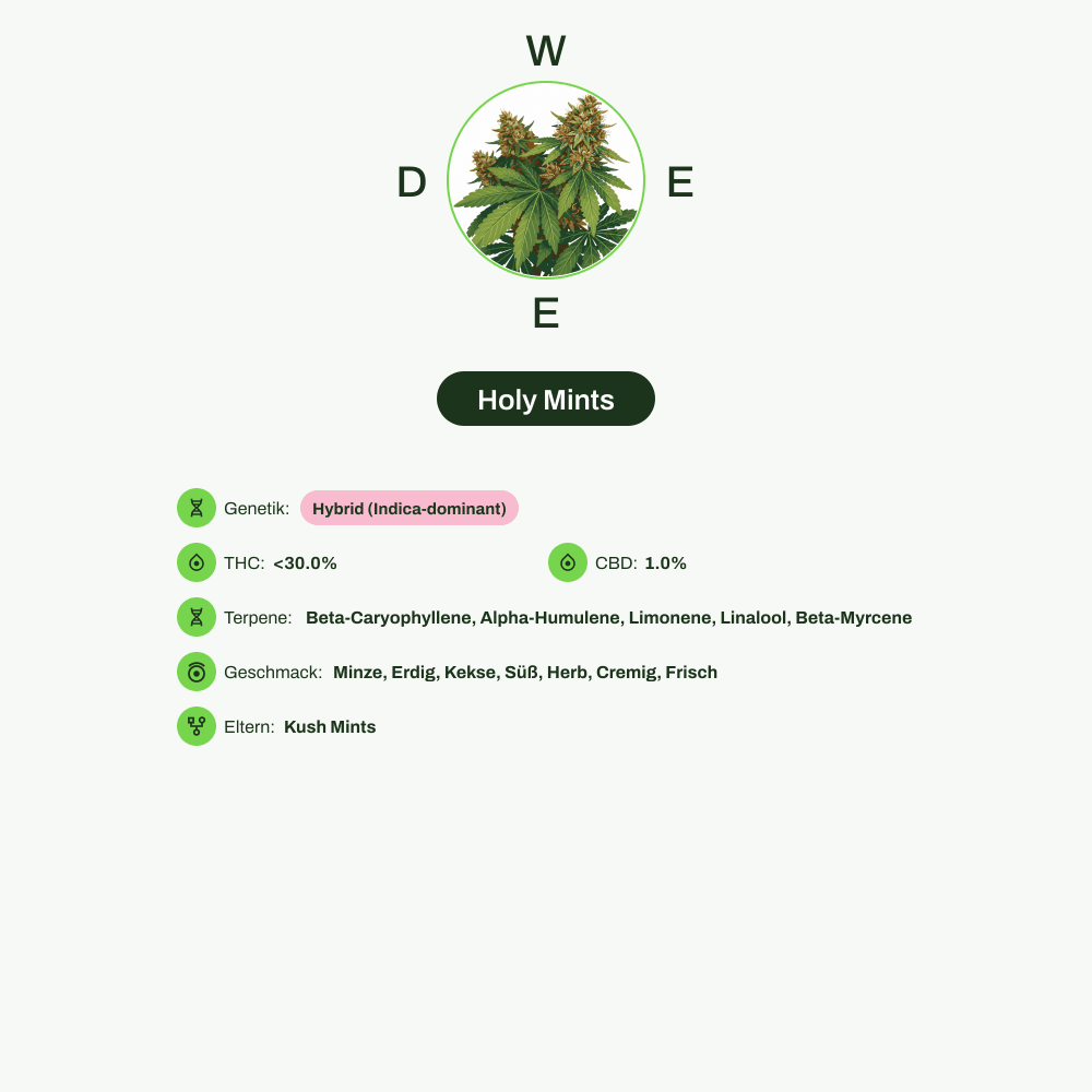 Infografik über THC-Gehalt, CBD-Gehalt, Terpene, Wirkungen, Geschmack von Holy Mints