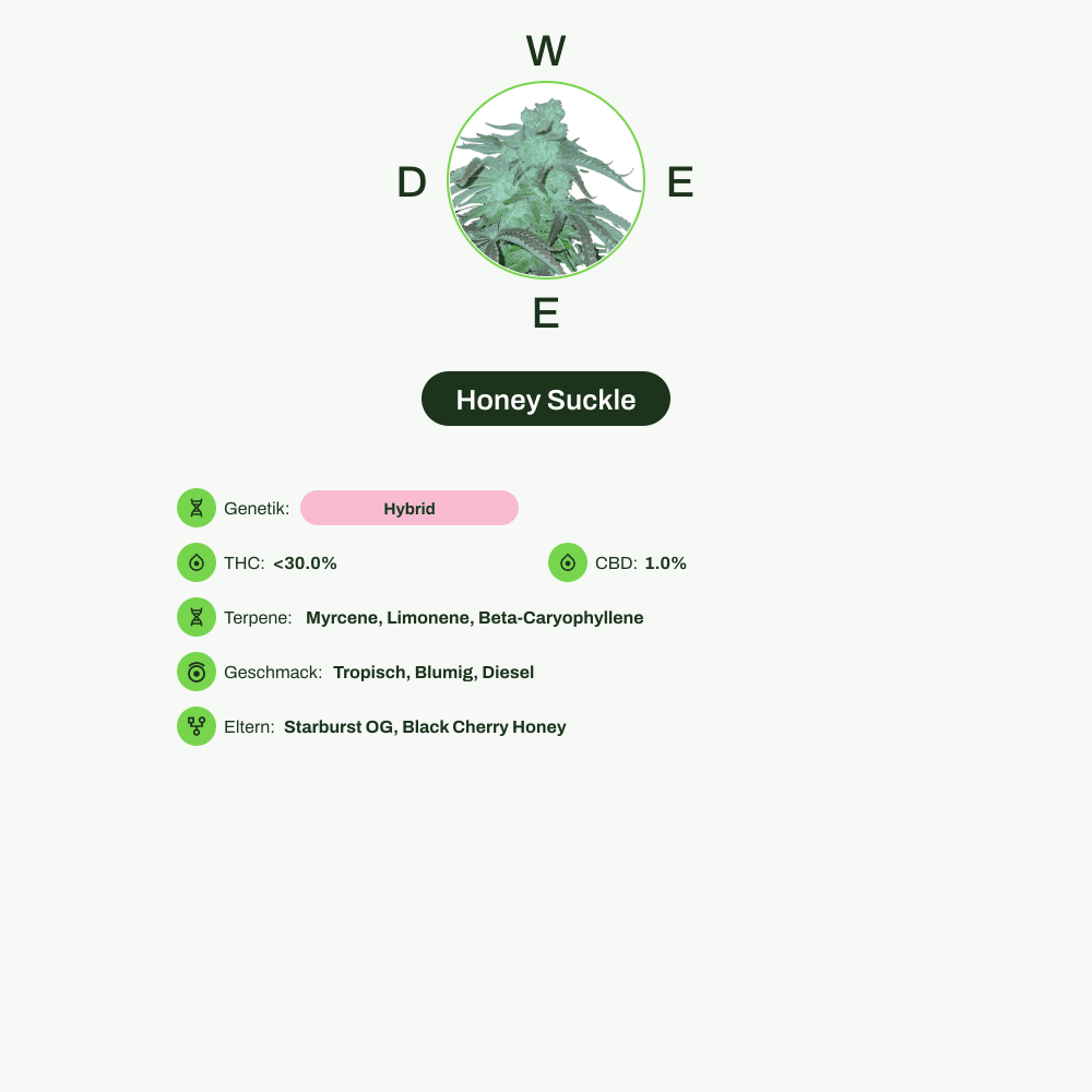 Infografik über THC-Gehalt, CBD-Gehalt, Terpene, Wirkungen, Geschmack von Honey Suckle
