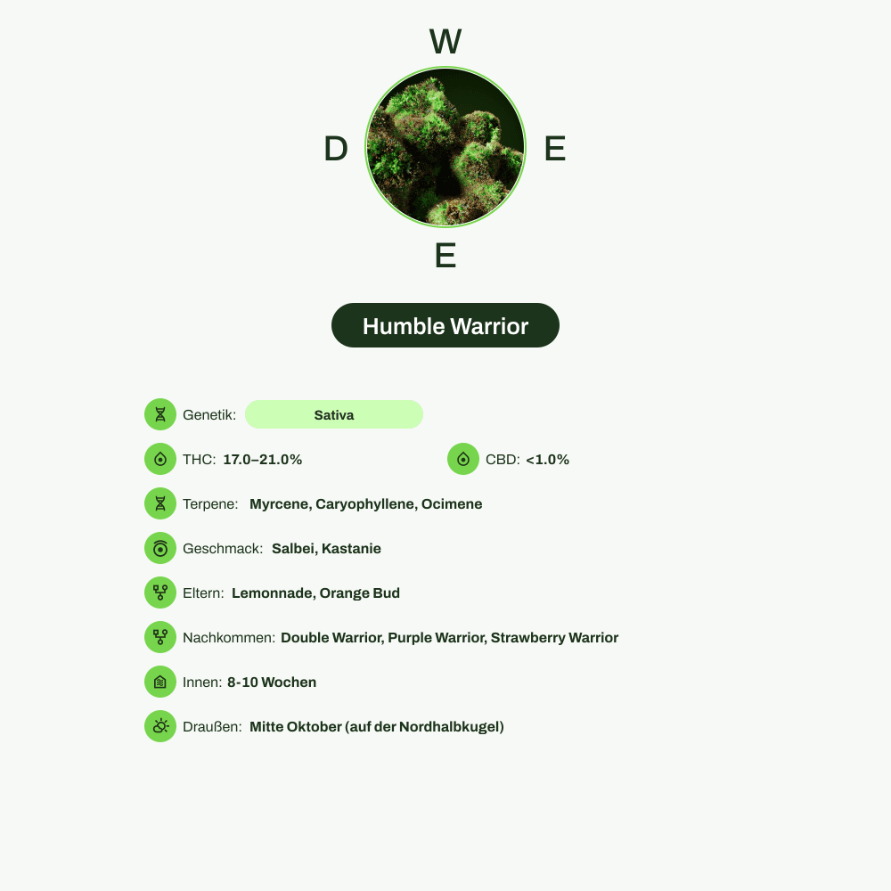 Infografik über THC-Gehalt, CBD-Gehalt, Terpene, Wirkungen, Geschmack von Humble Warrior