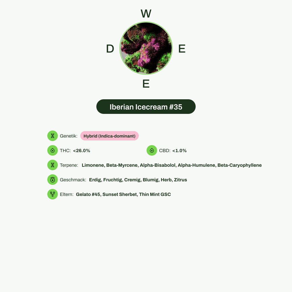 Infografik über THC-Gehalt, CBD-Gehalt, Terpene, Geschmack von Iberian Icecream #35