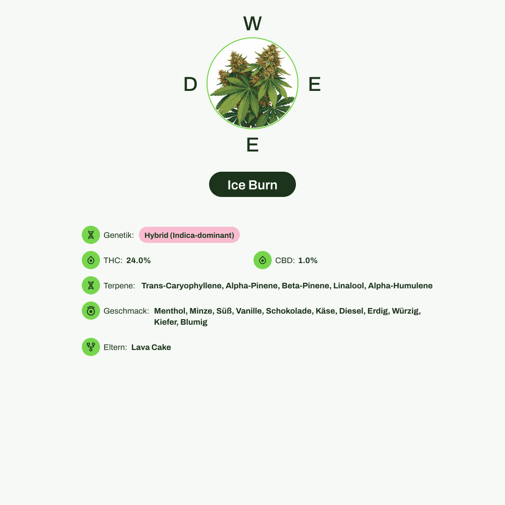 Infografik über THC-Gehalt, CBD-Gehalt, Terpene, Wirkungen, Geschmack von Ice Burn