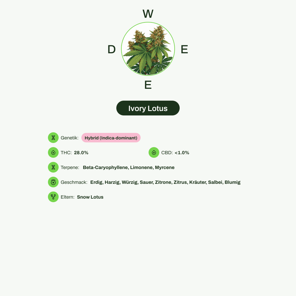 Infografik über THC-Gehalt, CBD-Gehalt, Terpene, Wirkungen, Geschmack von Ivory Lotus