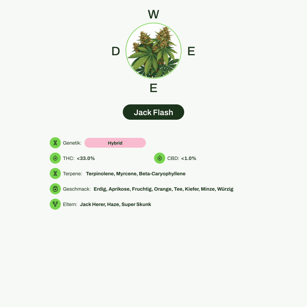 Infografik über THC-Gehalt, CBD-Gehalt, Terpene, Wirkungen, Geschmack von Jack Flash