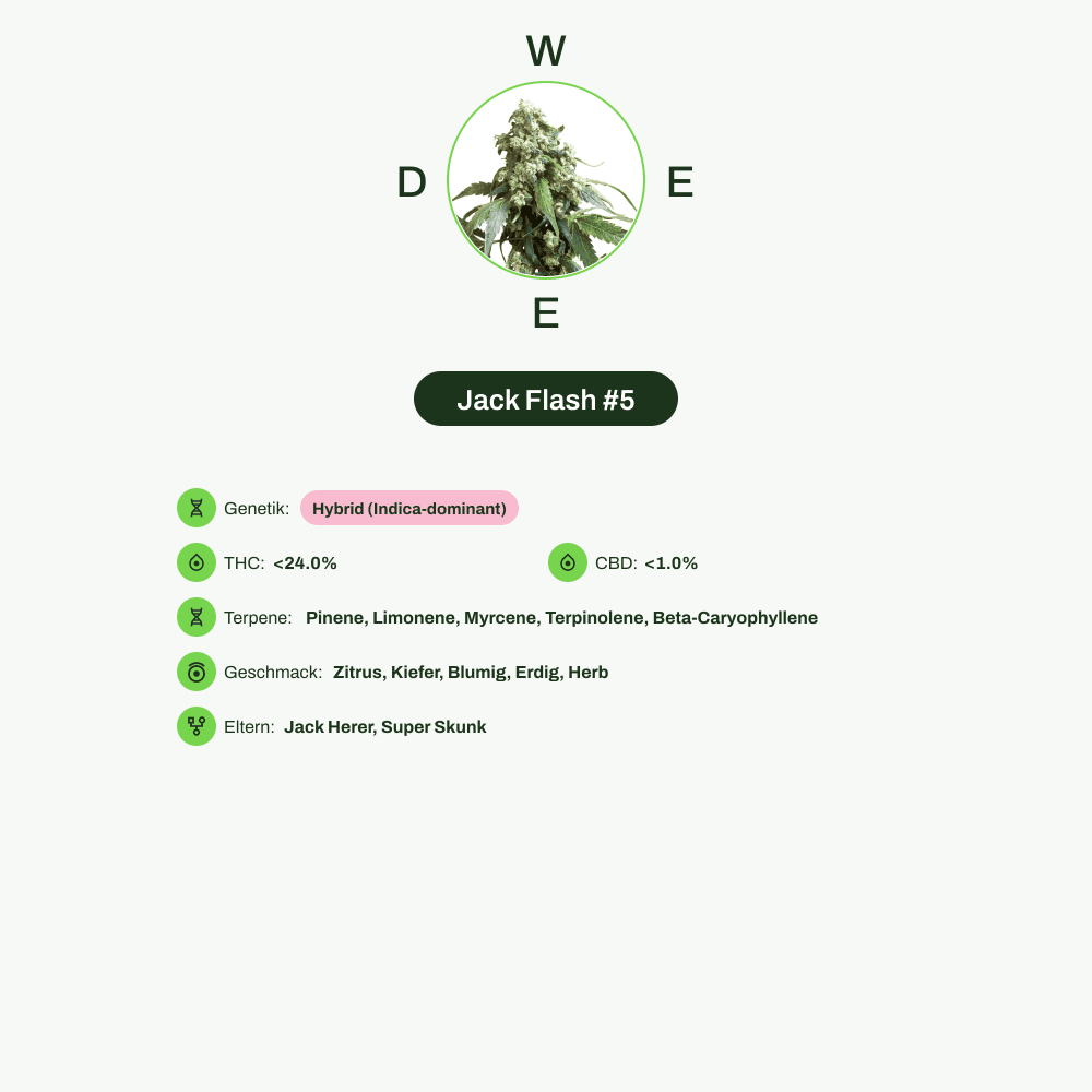 Infografik über THC-Gehalt, CBD-Gehalt, Terpene, Wirkungen, Geschmack von Jack Flash #5