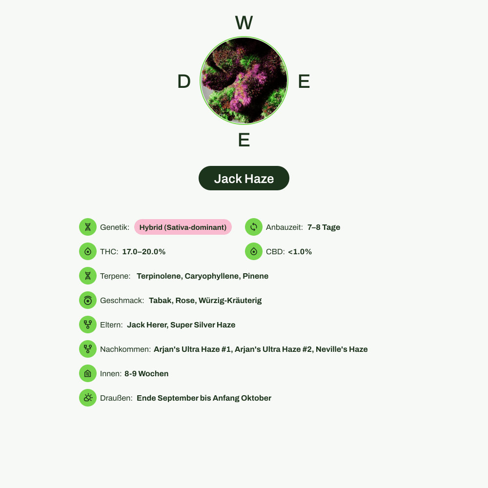 Infografik über THC-Gehalt, CBD-Gehalt, Terpene, Wirkungen, Geschmack von Jack Haze