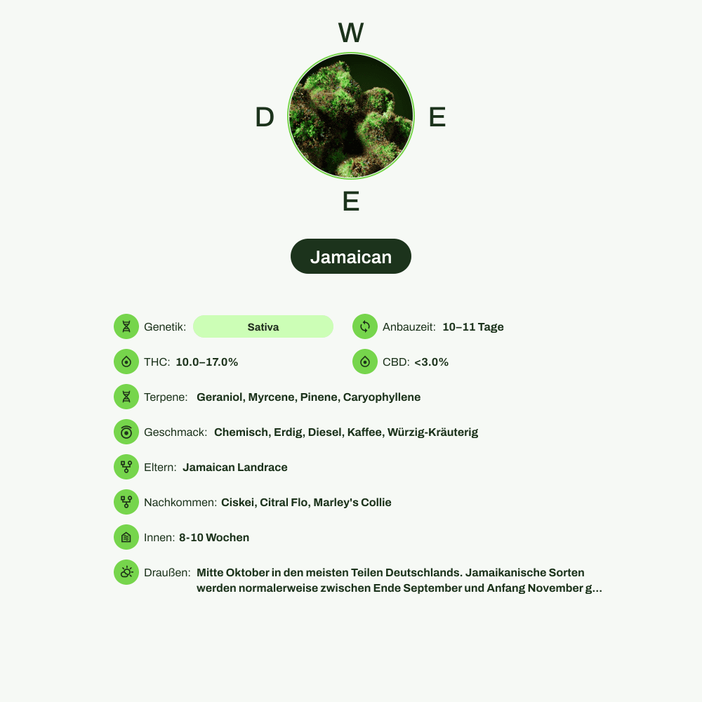 Infografik über THC-Gehalt, CBD-Gehalt, Terpene, Wirkungen, Geschmack von Jamaican