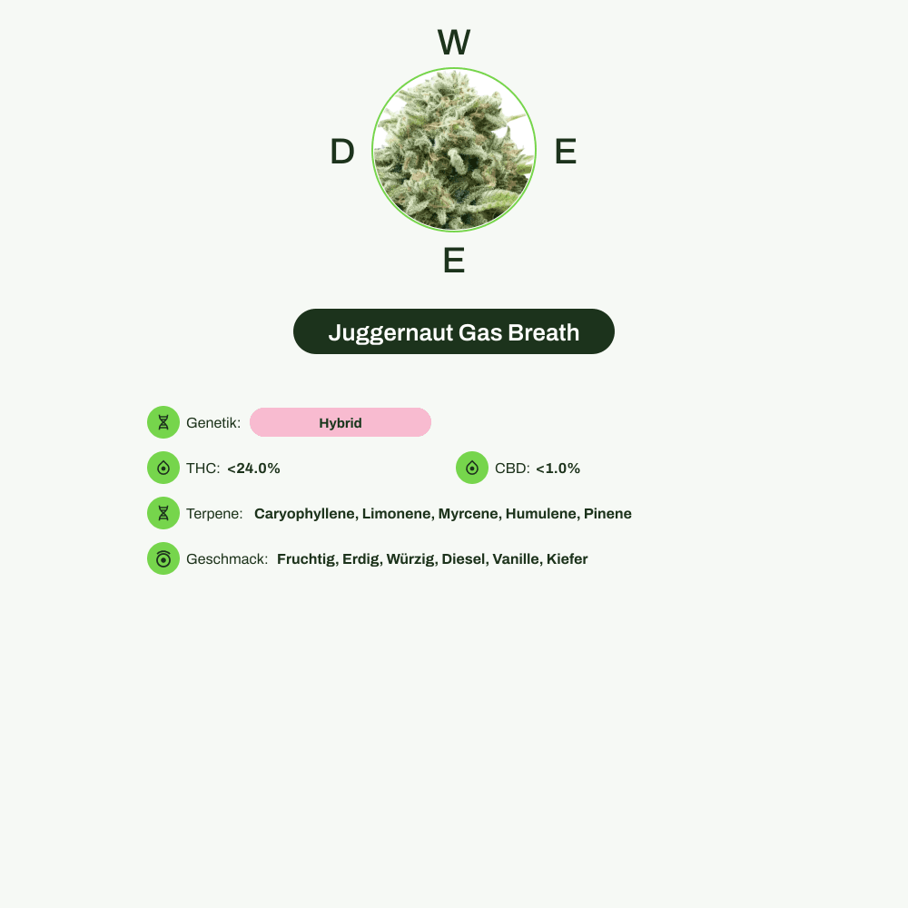 Infografik über THC-Gehalt, CBD-Gehalt, Terpene, Wirkungen, Geschmack von Juggernaut Gas Breath