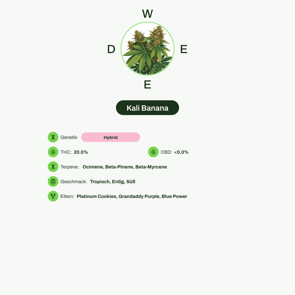 Infografik über THC-Gehalt, CBD-Gehalt, Terpene, Wirkungen, Geschmack von Kali Banana