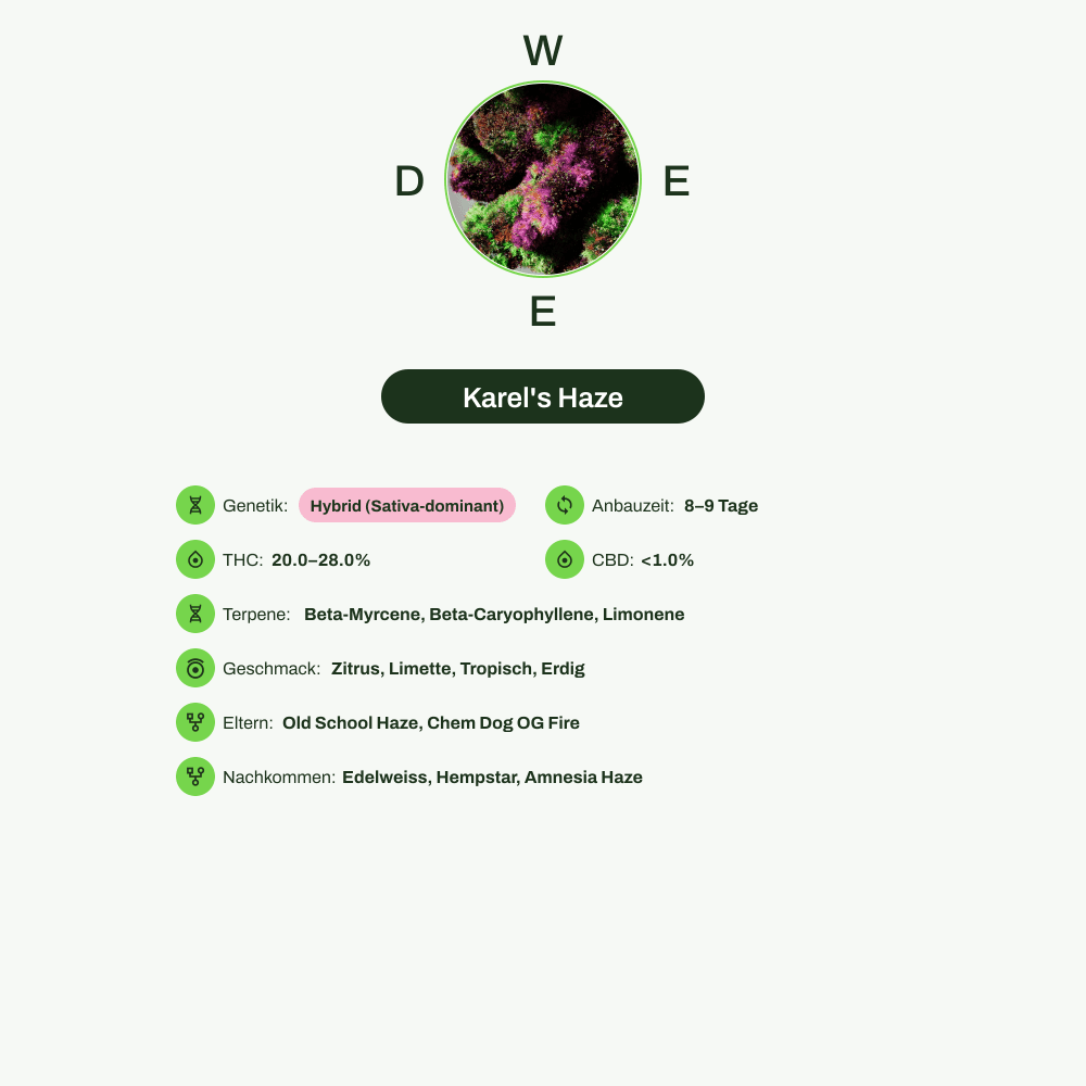 Infografik über THC-Gehalt, CBD-Gehalt, Terpene, Wirkungen, Geschmack von Karel's Haze