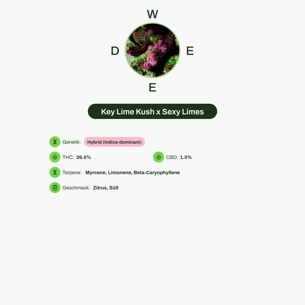 Infografik über THC-Gehalt, CBD-Gehalt, Terpene, Wirkungen, Geschmack von Key Lime Kush x Sexy Limes