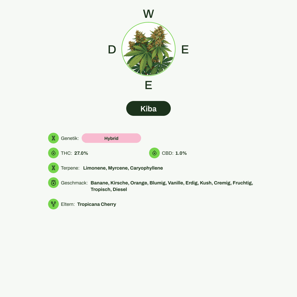 Infografik über THC-Gehalt, CBD-Gehalt, Terpene, Wirkungen, Geschmack von Kiba