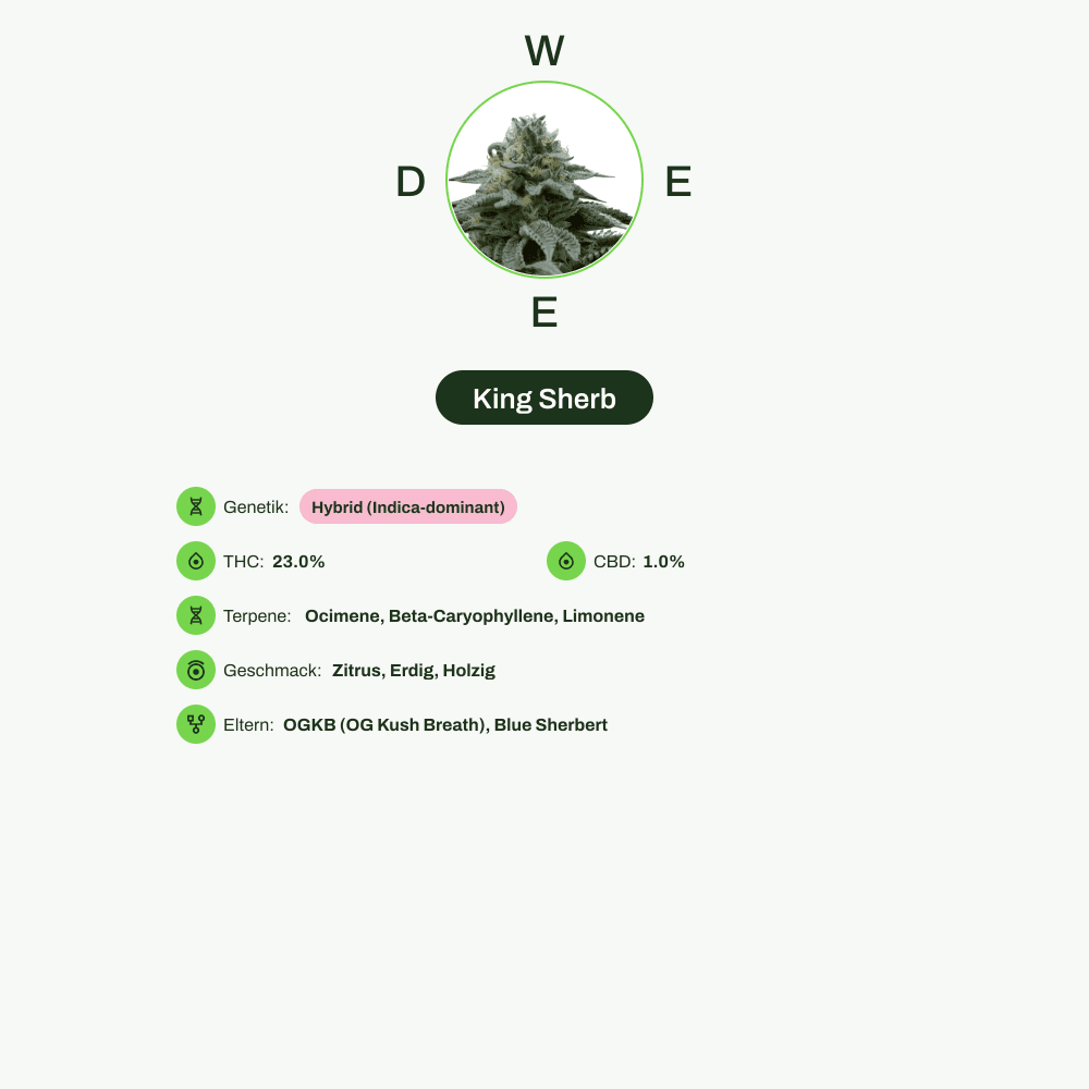 Infografik über THC-Gehalt, CBD-Gehalt, Terpene, Wirkungen, Geschmack von King Sherb