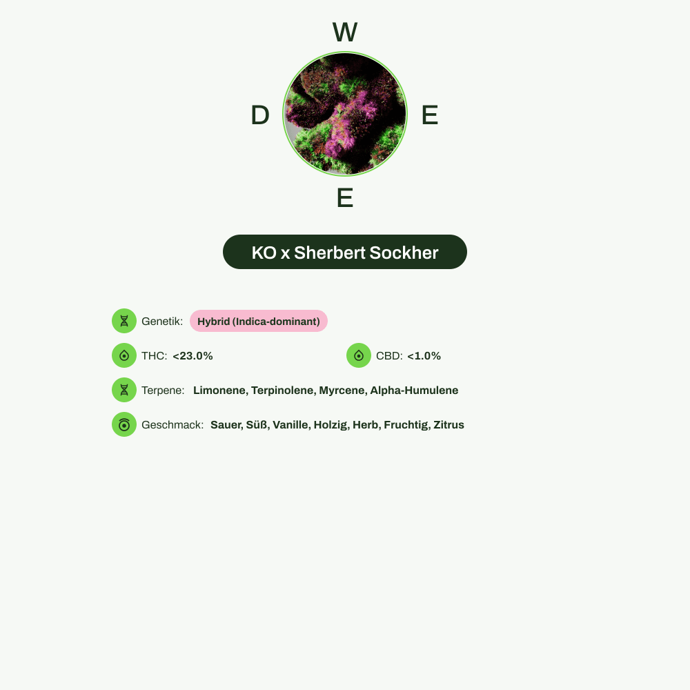 Infografik über THC-Gehalt, CBD-Gehalt, Terpene, Wirkungen, Geschmack von KO x Sherbert Sockher