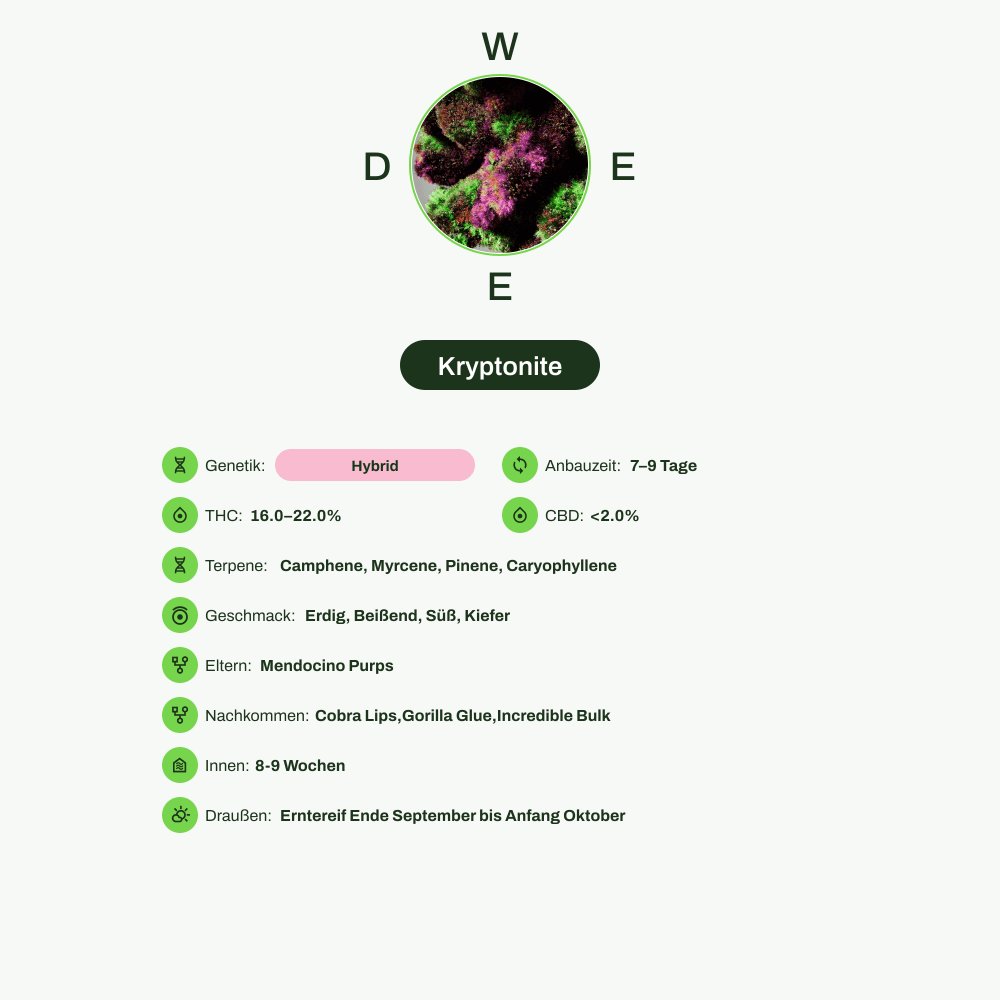 Infografik über THC-Gehalt, CBD-Gehalt, Terpene, Wirkungen, Geschmack von Kryptonite