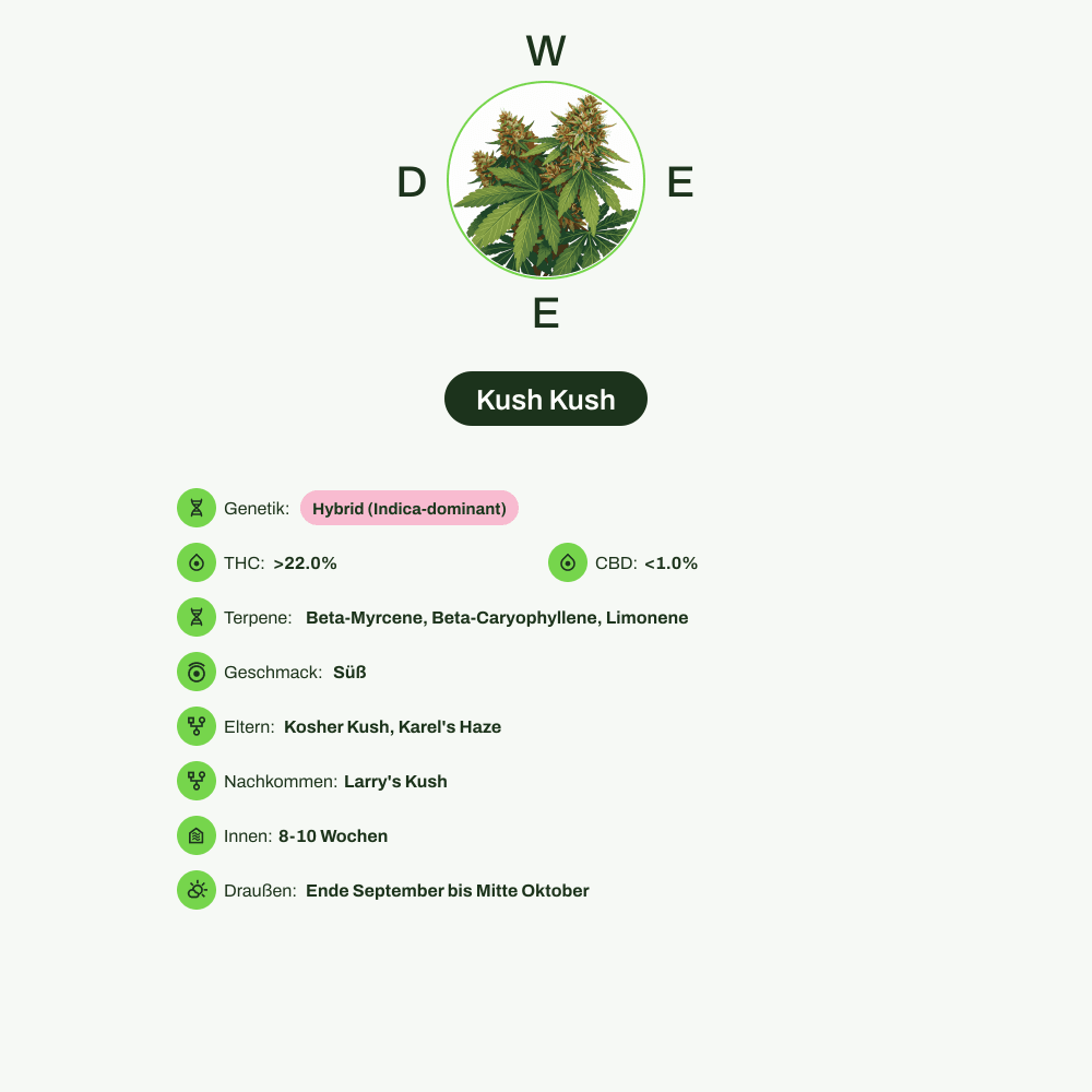 Infografik über THC-Gehalt, CBD-Gehalt, Terpene, Wirkungen, Geschmack von Kush Kush