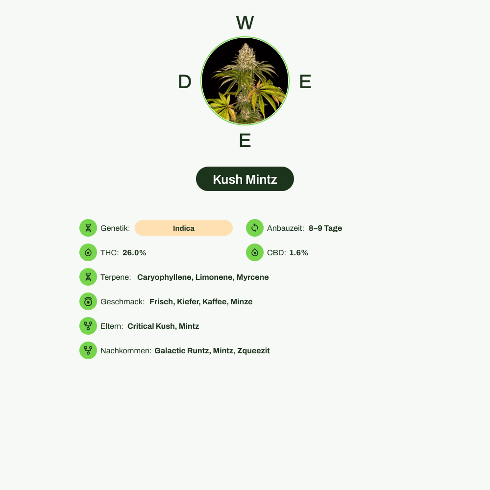 Infografik über THC-Gehalt, CBD-Gehalt, Terpene, Wirkungen, Geschmack von Kush Mintz