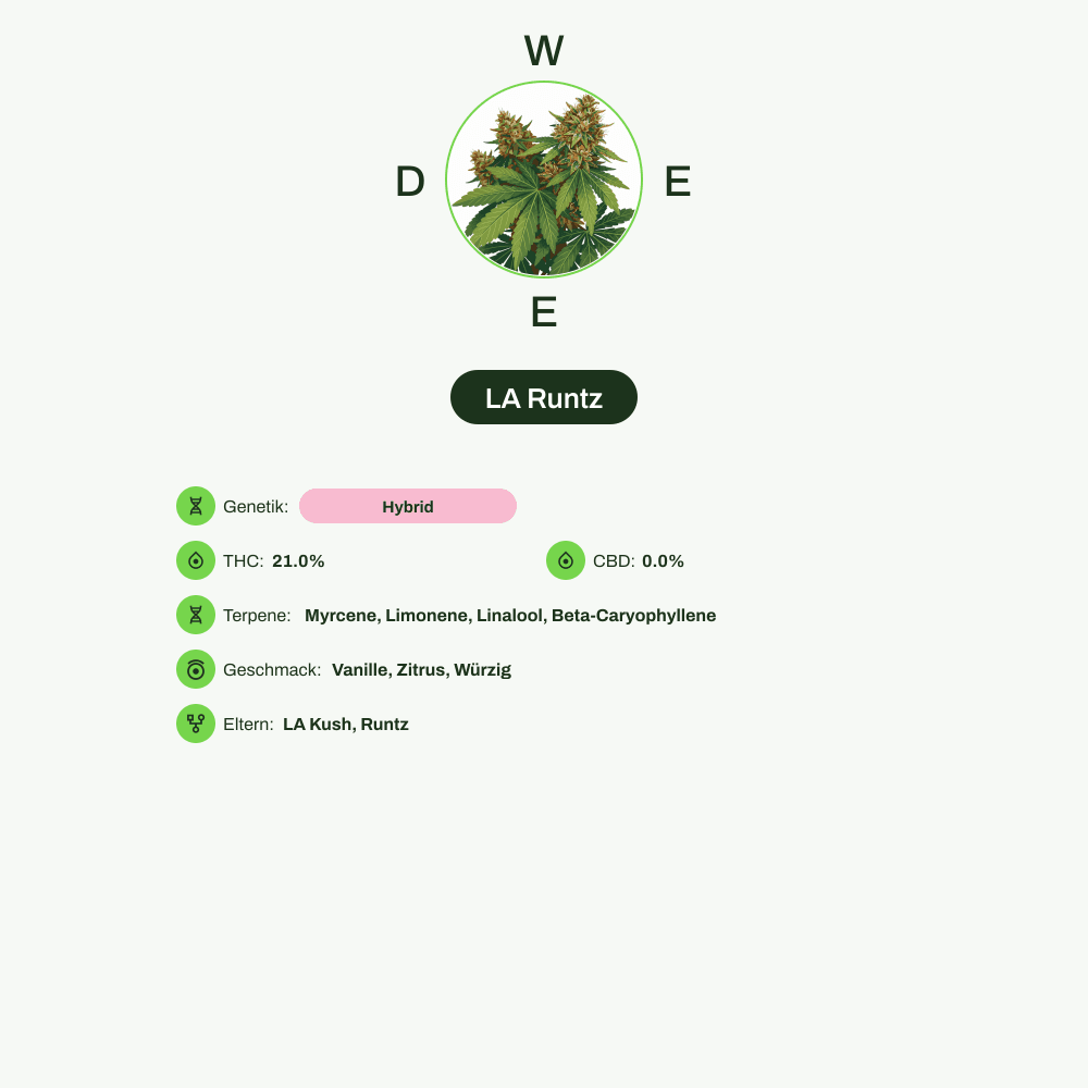 Infografik über THC-Gehalt, CBD-Gehalt, Terpene, Wirkungen, Geschmack von LA Runtz