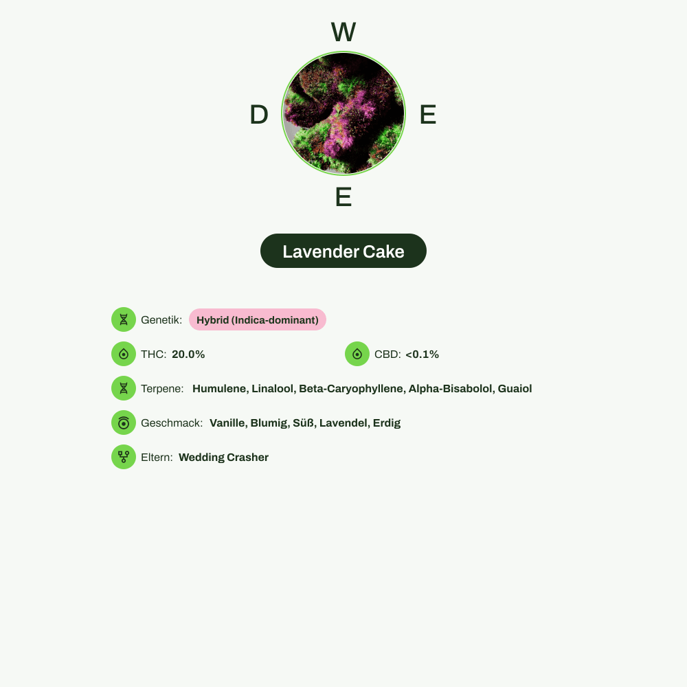 Infografik über THC-Gehalt, CBD-Gehalt, Terpene, Wirkungen, Geschmack von Lavender Cake