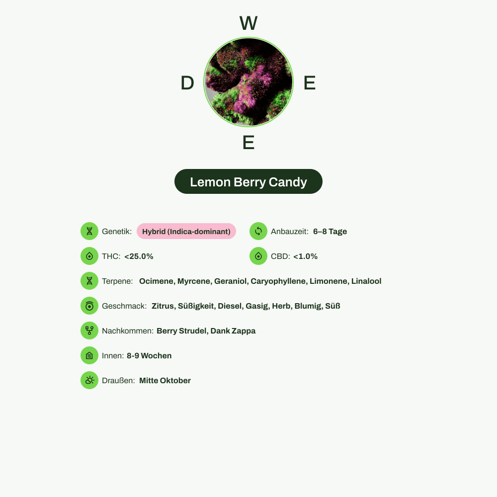 Infografik über THC-Gehalt, CBD-Gehalt, Terpene, Wirkungen, Geschmack von Lemon Berry Candy