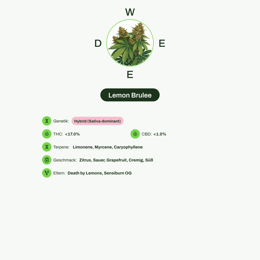 Infografik über THC-Gehalt, CBD-Gehalt, Terpene, Wirkungen, Geschmack von Lemon Brulee