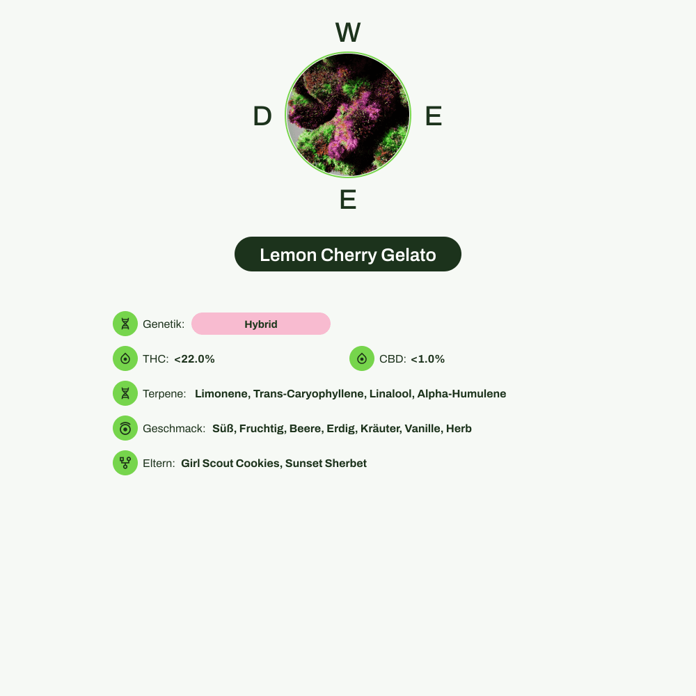 Infografik über THC-Gehalt, CBD-Gehalt, Terpene, Wirkungen, Geschmack von Lemon Cherry Gelato