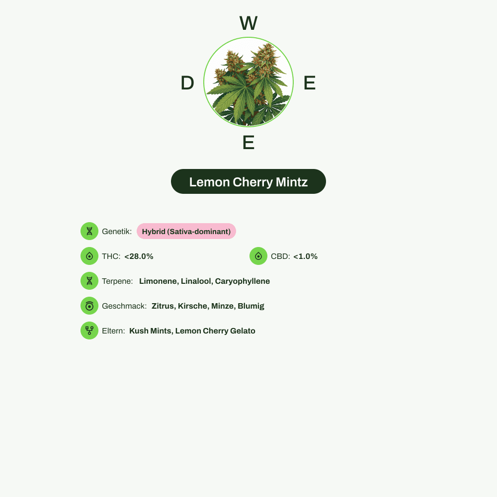 Infografik über THC-Gehalt, CBD-Gehalt, Terpene, Wirkungen, Geschmack von Lemon Cherry Mintz