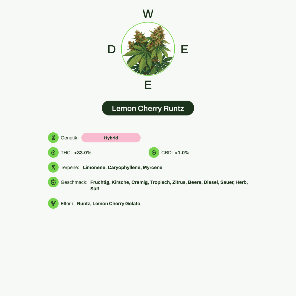Infografik über THC-Gehalt, CBD-Gehalt, Terpene, Wirkungen, Geschmack von Lemon Cherry Runtz