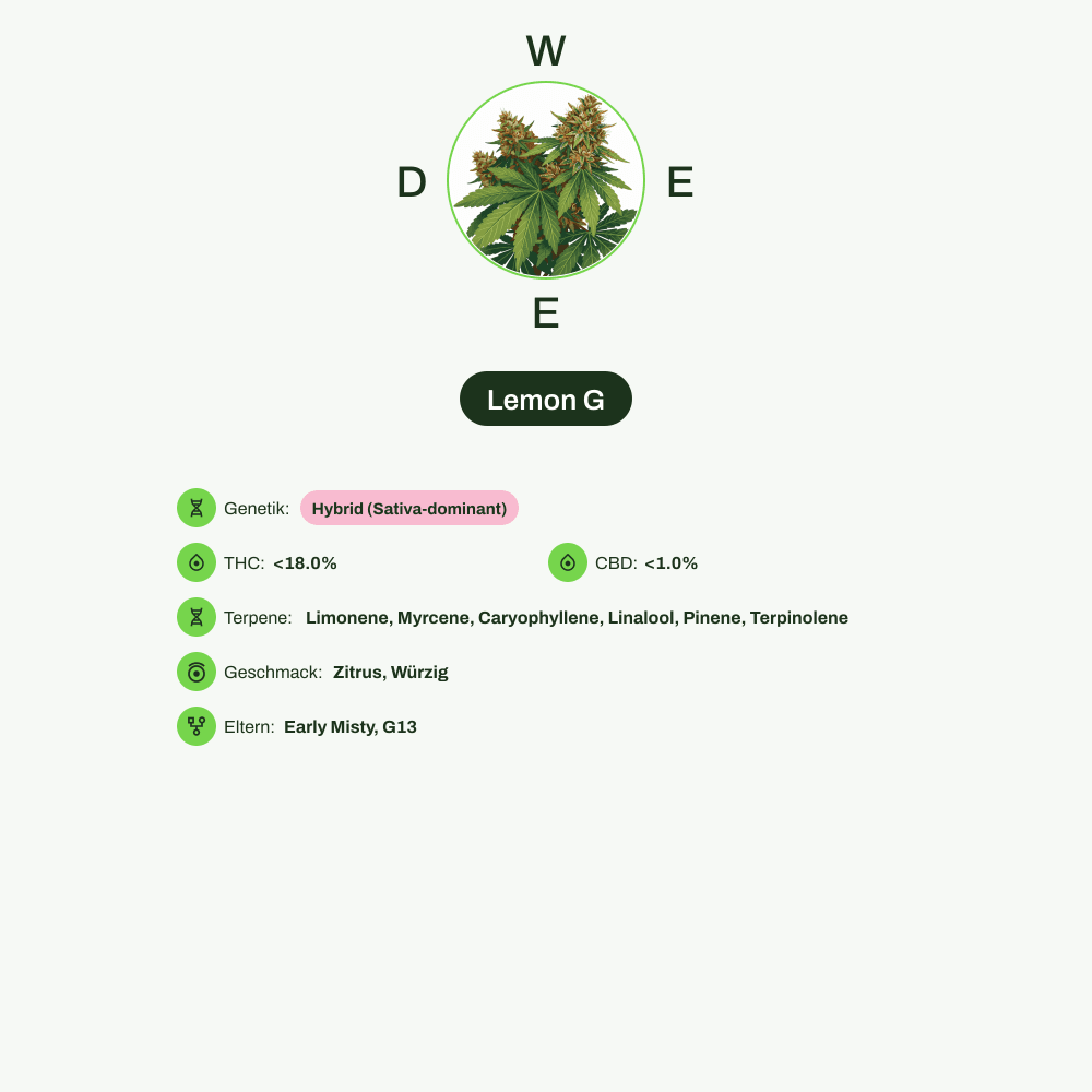 Infografik über THC-Gehalt, CBD-Gehalt, Terpene, Wirkungen, Geschmack von Lemon G