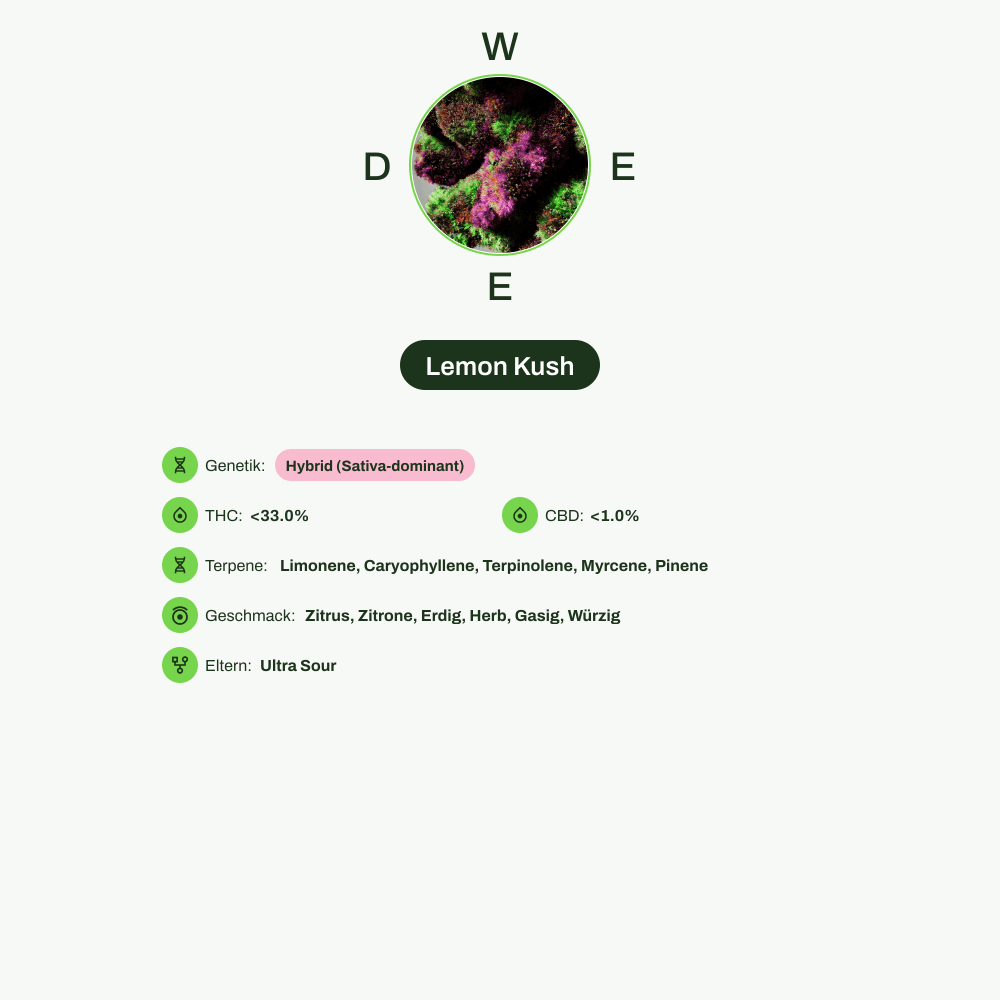 Infografik über THC-Gehalt, CBD-Gehalt, Terpene, Wirkungen, Geschmack von Lemon Kush