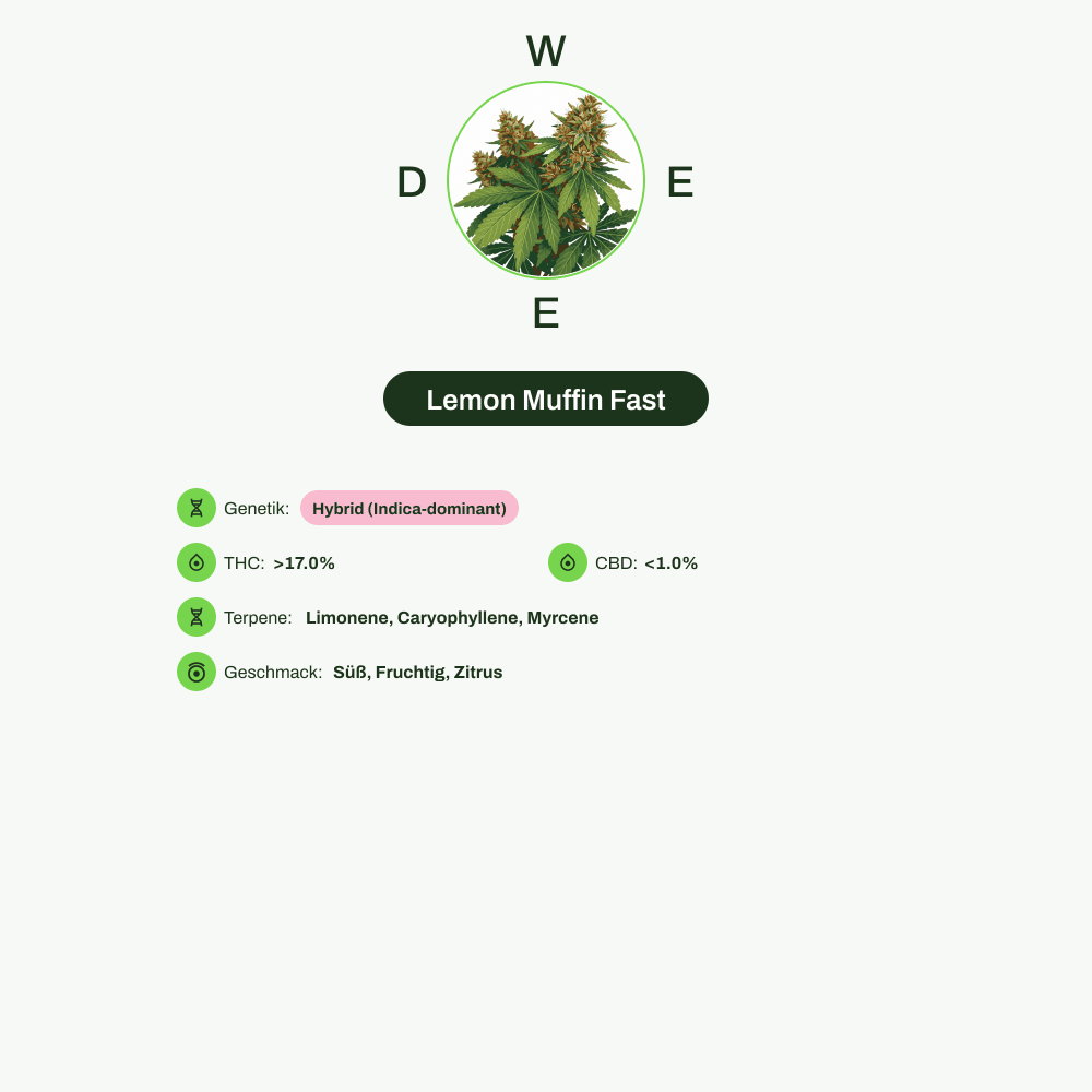 Infografik über THC-Gehalt, CBD-Gehalt, Terpene, Wirkungen, Geschmack von Lemon Muffin Fast