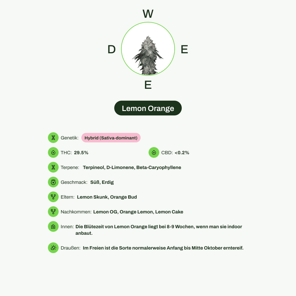 Infografik über THC-Gehalt, CBD-Gehalt, Terpene, Wirkungen, Geschmack von Lemon Orange