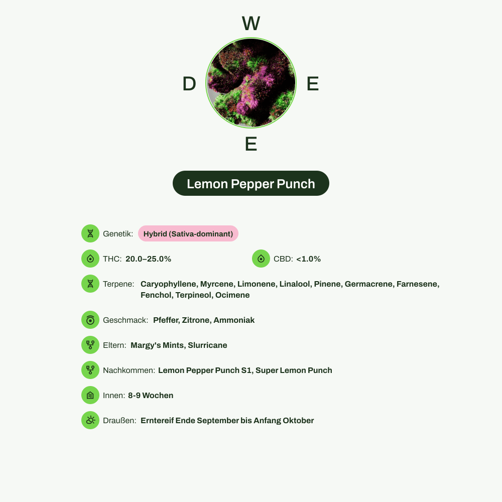 Infografik über THC-Gehalt, CBD-Gehalt, Terpene, Wirkungen, Geschmack von Lemon Pepper Punch