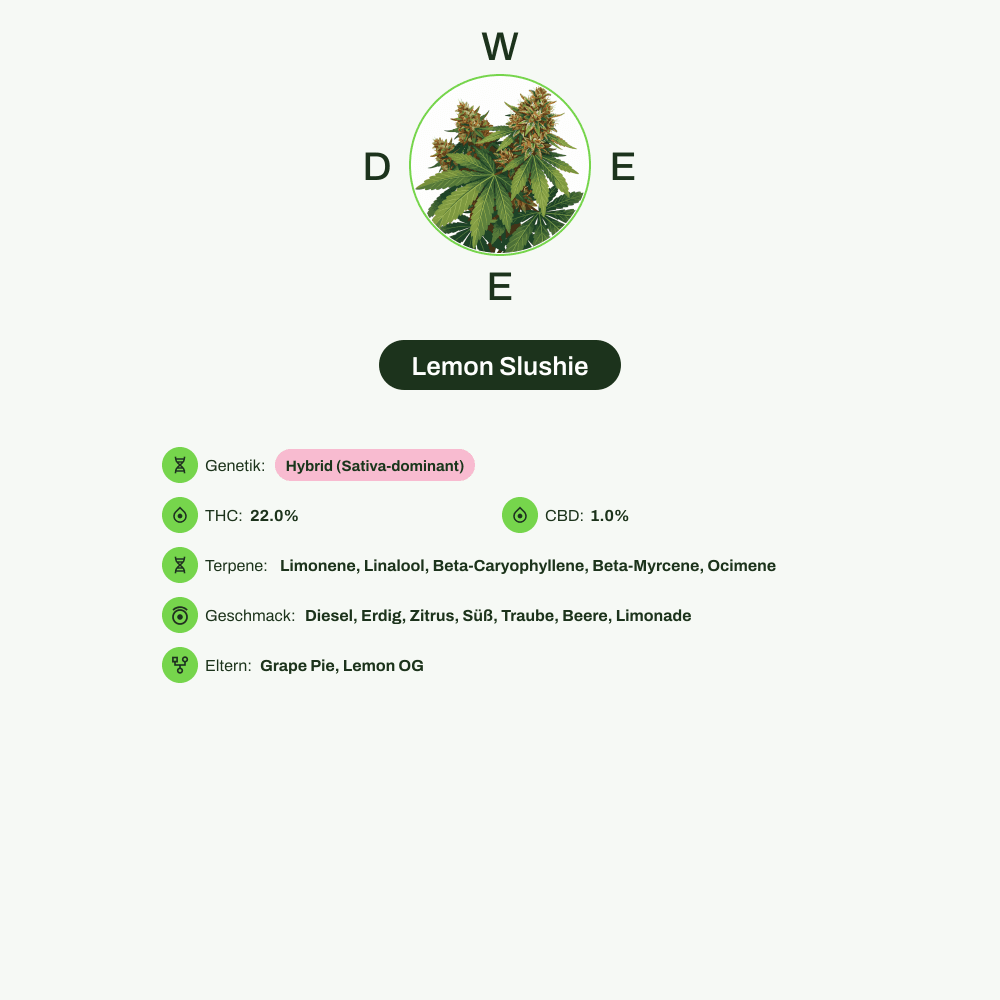 Infografik über THC-Gehalt, CBD-Gehalt, Terpene, Wirkungen, Geschmack von Lemon Slushie