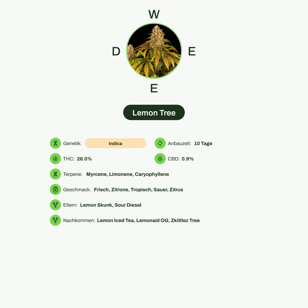 Infografik über THC-Gehalt, CBD-Gehalt, Terpene, Wirkungen, Geschmack von Lemon Tree