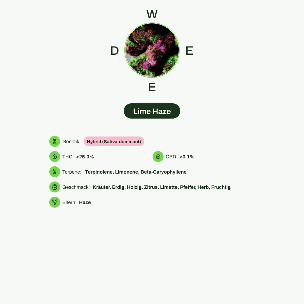 Infografik über THC-Gehalt, CBD-Gehalt, Terpene, Wirkungen, Geschmack von Lime Haze