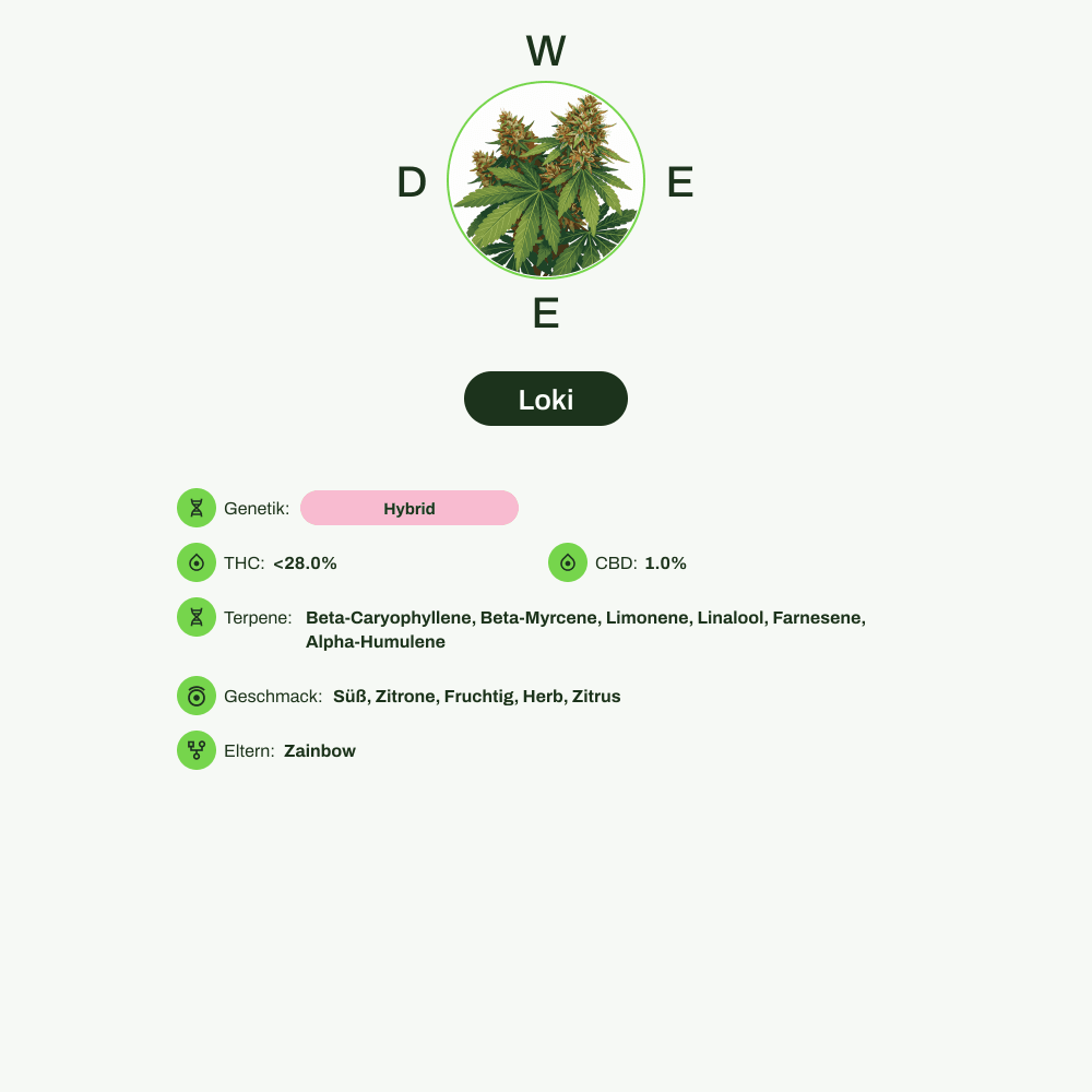 Infografik über THC-Gehalt, CBD-Gehalt, Terpene, Wirkungen, Geschmack von Loki