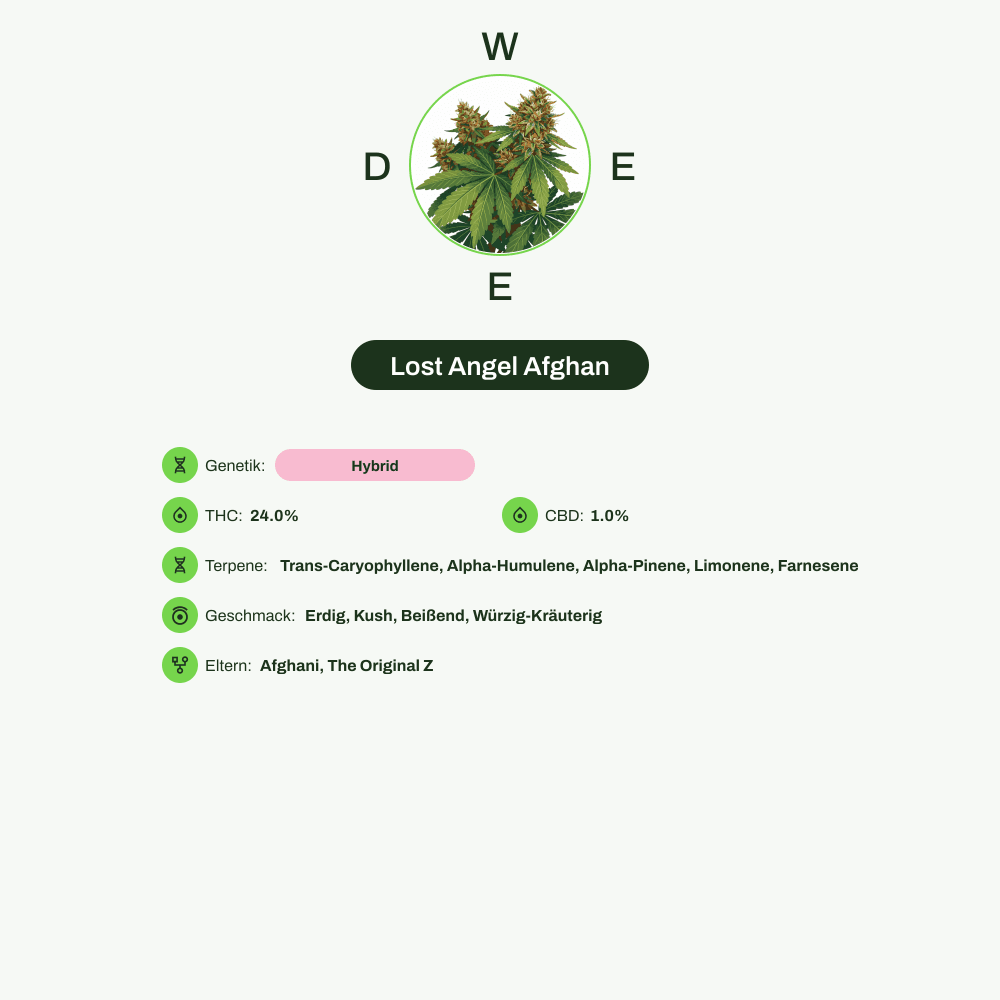 Infografik über THC-Gehalt, CBD-Gehalt, Terpene, Wirkungen, Geschmack von Lost Angel Afghan