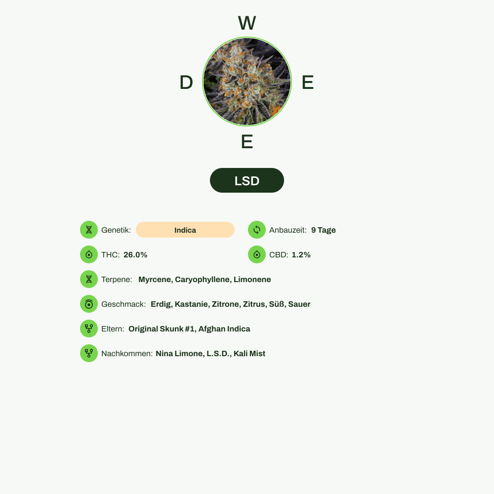 Infografik über THC-Gehalt, CBD-Gehalt, Terpene, Wirkungen, Geschmack von LSD