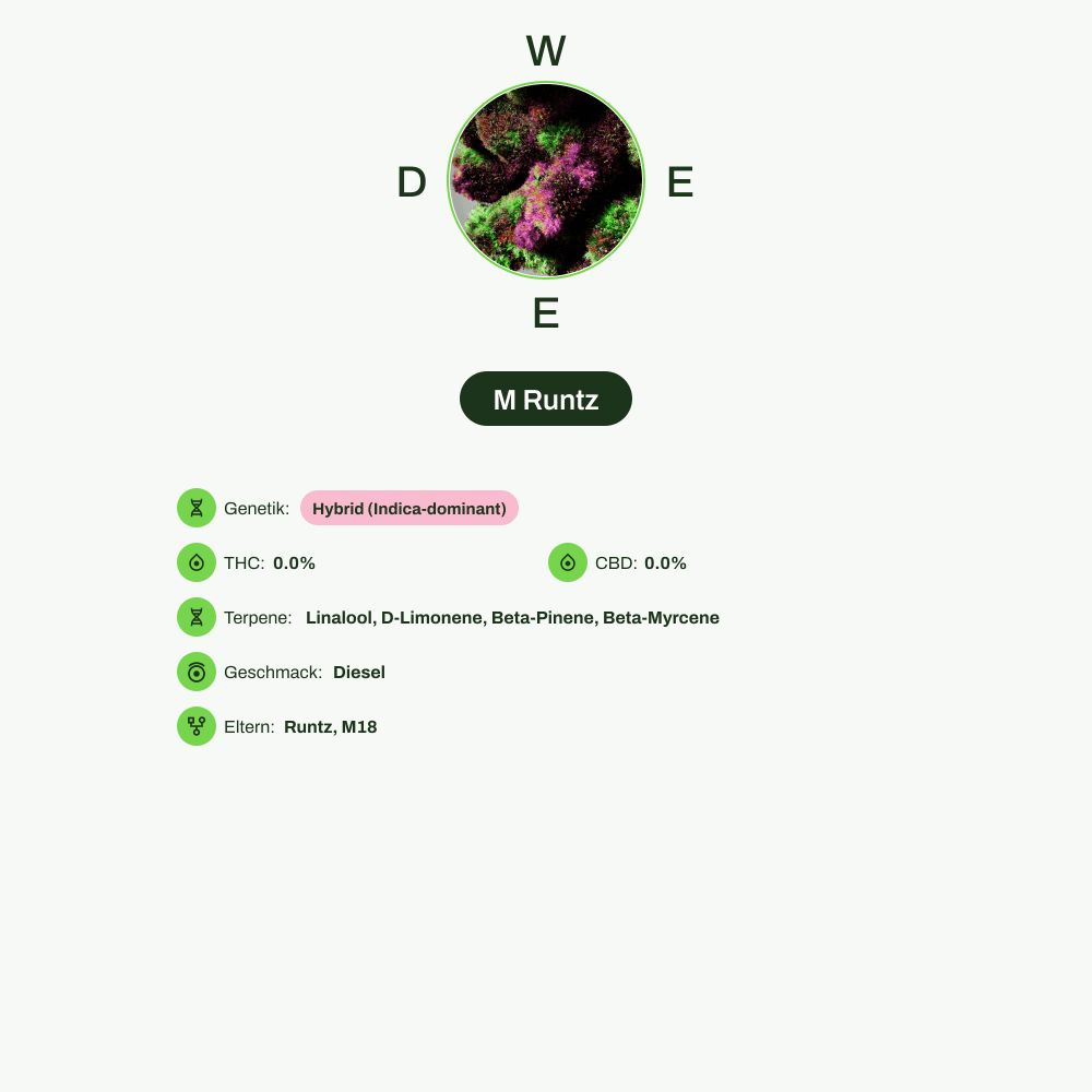 Infografik über THC-Gehalt, CBD-Gehalt, Terpene, Wirkungen, Geschmack von M Runtz