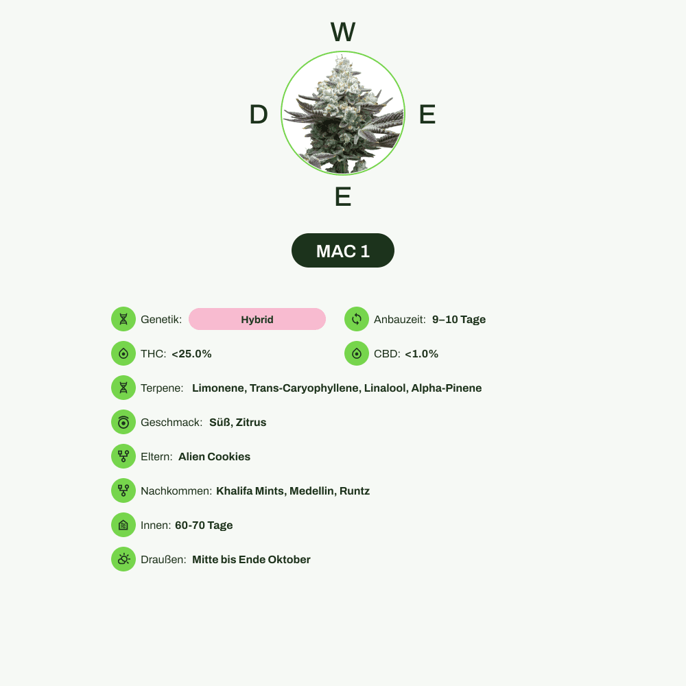 Infografik über THC-Gehalt, CBD-Gehalt, Terpene, Wirkungen, Geschmack von MAC 1