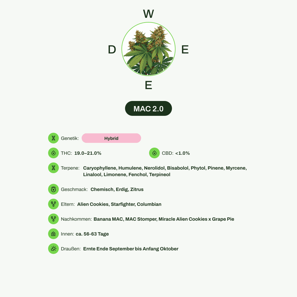 Infografik über THC-Gehalt, CBD-Gehalt, Terpene, Wirkungen, Geschmack von MAC 2.0