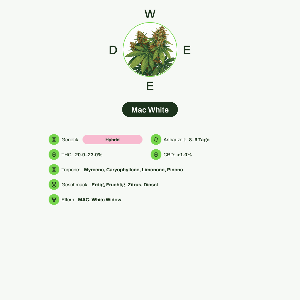 Infografik über THC-Gehalt, CBD-Gehalt, Terpene, Wirkungen, Geschmack von Mac White