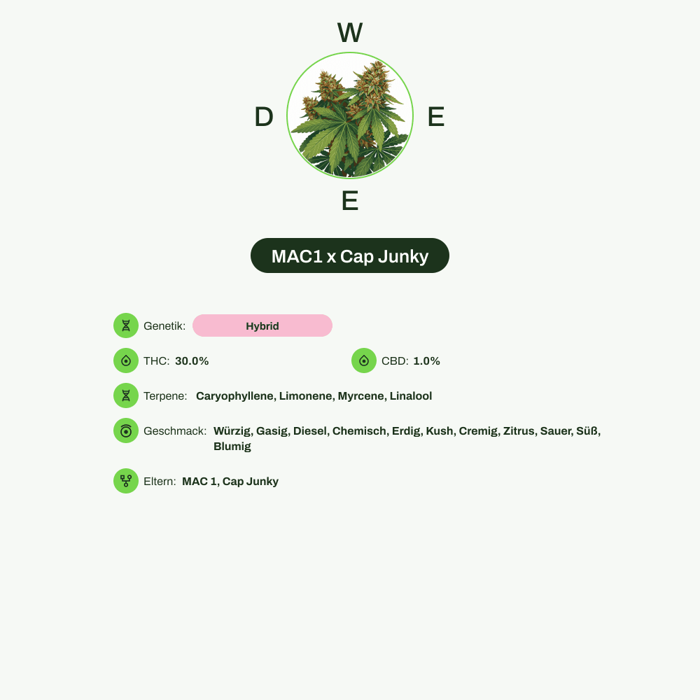 Infografik über THC-Gehalt, CBD-Gehalt, Terpene, Wirkungen, Geschmack von MAC1 x Cap Junky