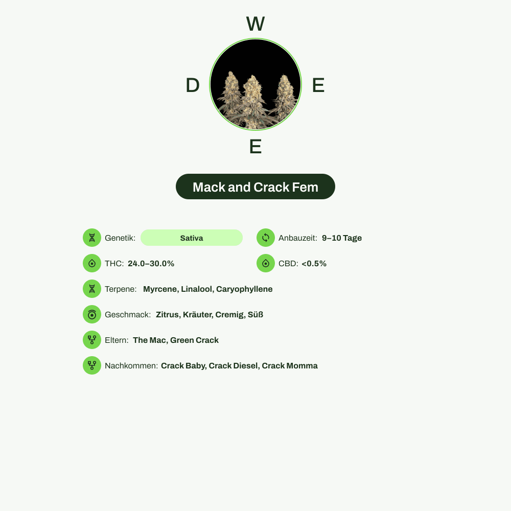 Infografik über THC-Gehalt, CBD-Gehalt, Terpene, Wirkungen, Geschmack von Mack and Crack Fem