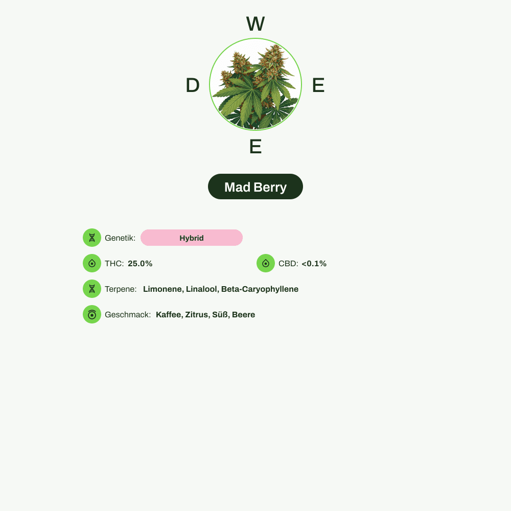 Infografik über THC-Gehalt, CBD-Gehalt, Terpene, Wirkungen, Geschmack von Mad Berry