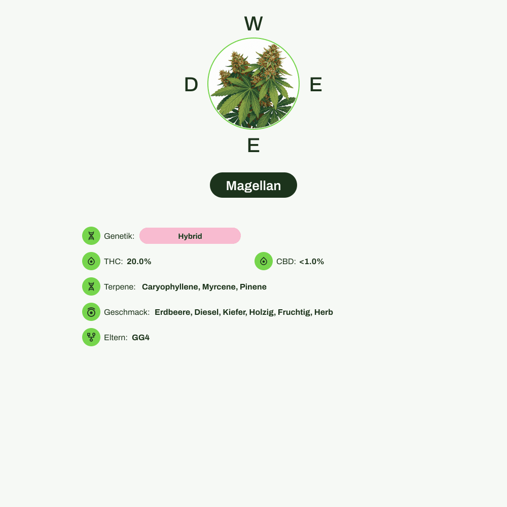 Infografik über THC-Gehalt, CBD-Gehalt, Terpene, Wirkungen, Geschmack von Magellan