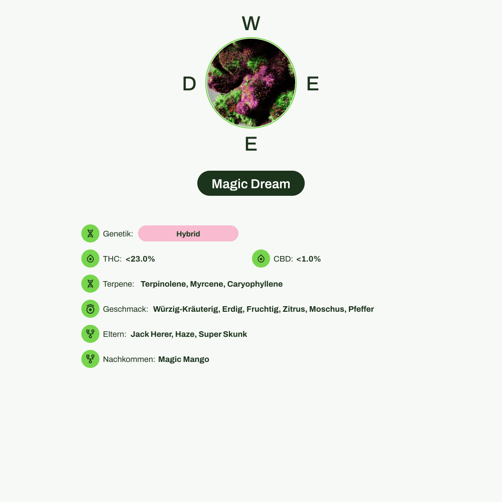 Infografik über THC-Gehalt, CBD-Gehalt, Terpene, Wirkungen, Geschmack von Magic Dream