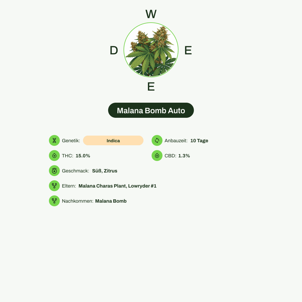 Infografik über THC-Gehalt, CBD-Gehalt, Terpene, Wirkungen, Geschmack von Malana Bomb Auto