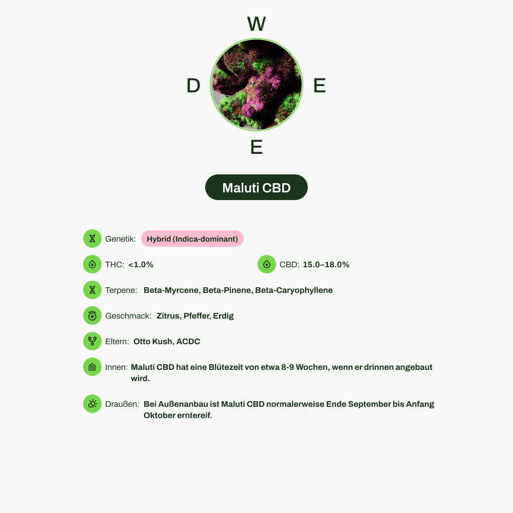 Infografik über THC-Gehalt, CBD-Gehalt, Terpene, Wirkungen, Geschmack von Maluti CBD