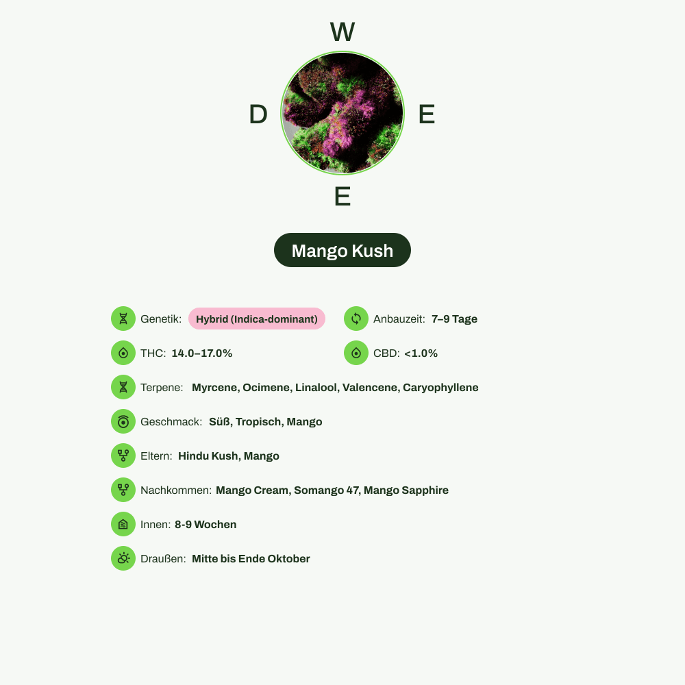 Infografik über THC-Gehalt, CBD-Gehalt, Terpene, Wirkungen, Geschmack von Mango Kush